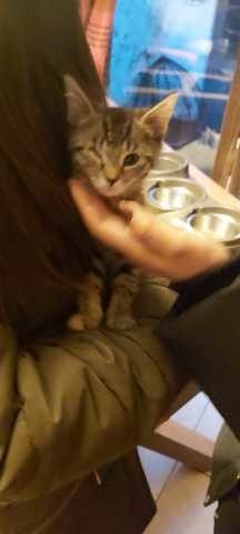 Est ce un Maine Coon