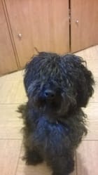 Des nouveaux tours a apprendre a mon chien...?