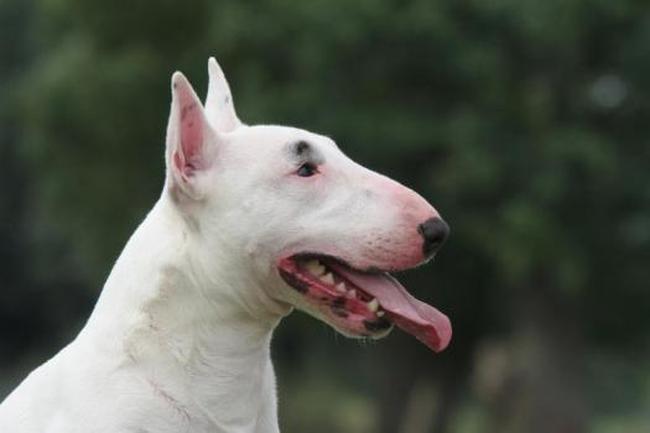 A quelle catégorie appartiennent les Bull Terrier ?