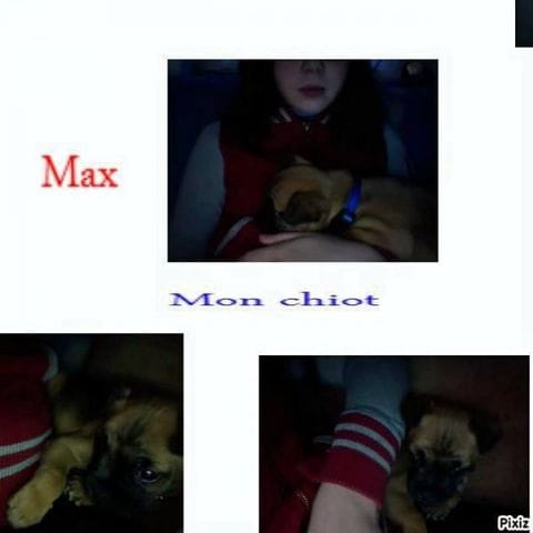 Max, Laïka, Skoobidou, Ozi et Snoopy