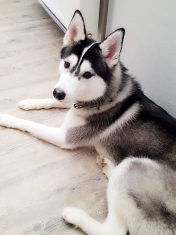 Husky sibérien
