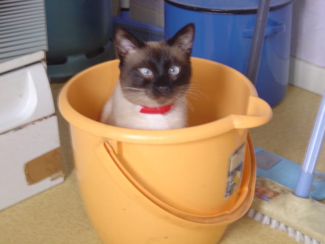 Papotons sur les siamois