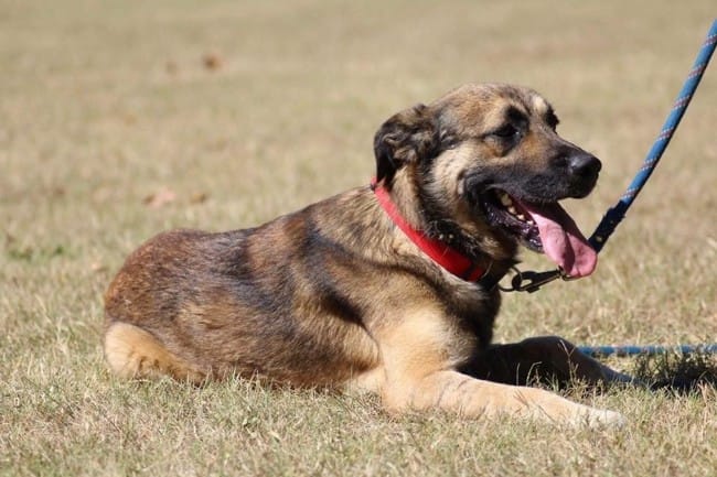 URGENT Don Croisé Malinois/ Golden Retriever