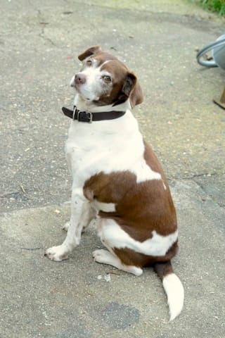 Donne chien Croisé Epagneul