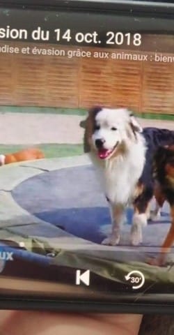 Race de chien - photo