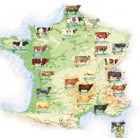 Petit sondage sur la popularité des races en fonction des régions