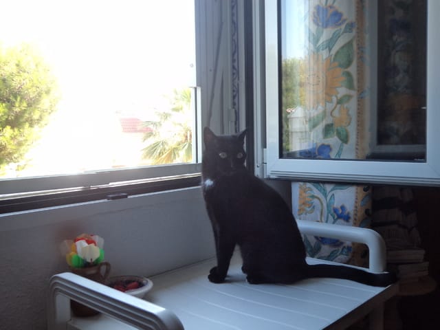 Ma cachou est décédée 