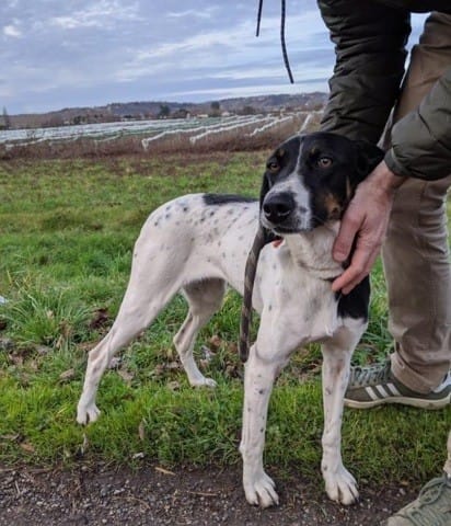 Aide pour déterminer la race (adoption refuge)