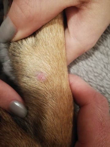 Aide : Mon chien à une petite boule étrange sur la patte