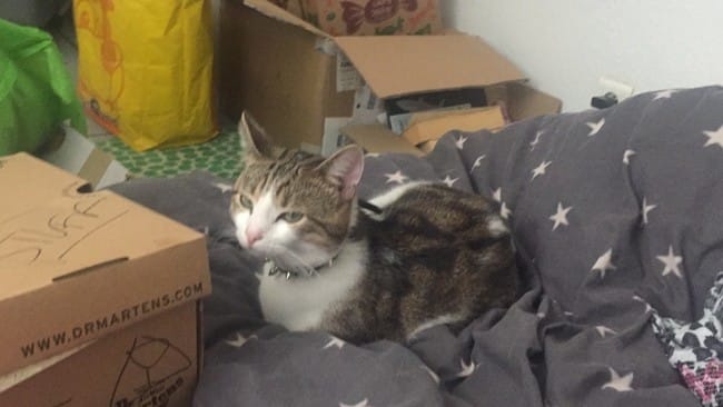 Maladie cardiaque de mon chat