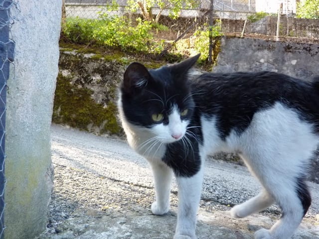 Mort d'un chat 