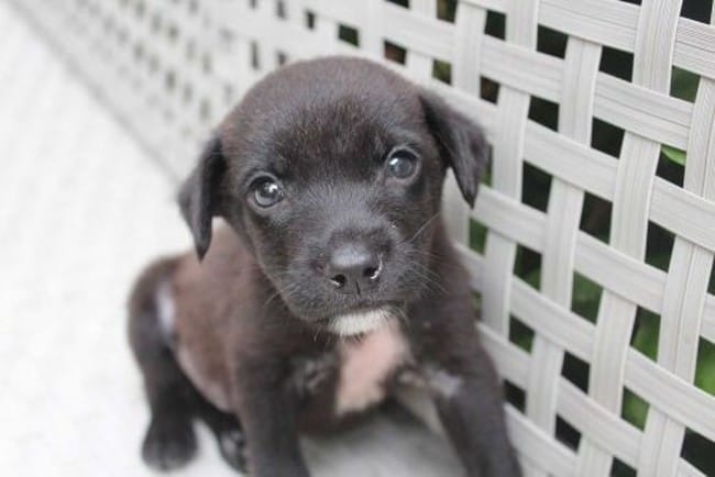 quel race de chien ?