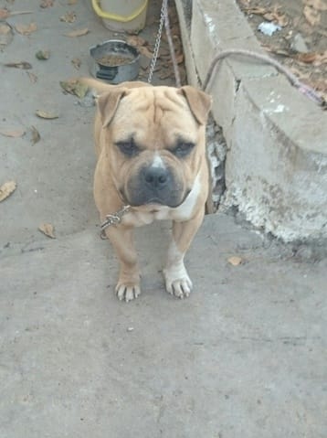 A votre avis? Amstaff, staffi, autre?