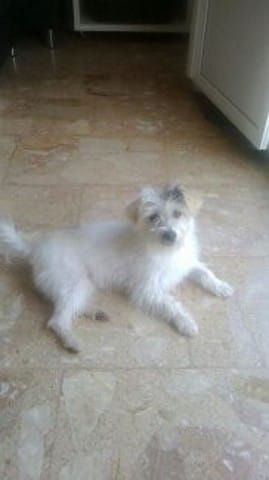 Donne petite chienne