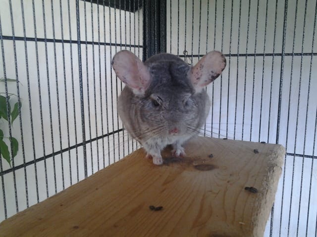 urgent chinchilla