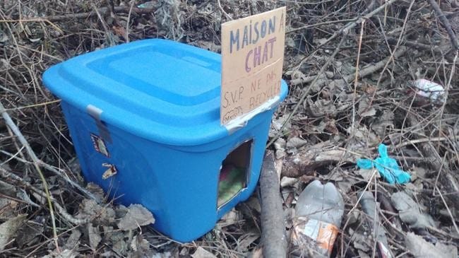 Maison a chats errants
