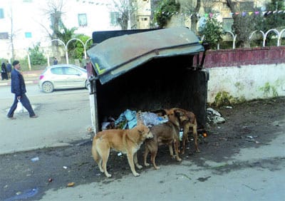 mal traitance des chien à Madagascar