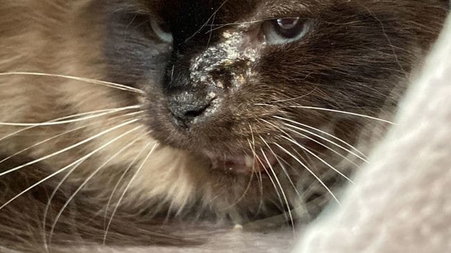 Croute etrange à l'oeil