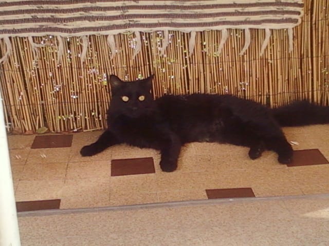 Mon chat me tête, qu'est-ce que cela signifie ?