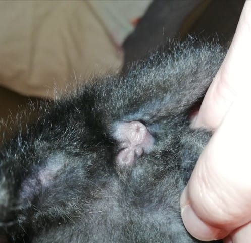 Sexe chaton