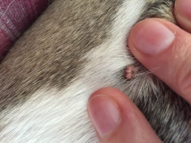 Ma chienne a un drôle de bouton