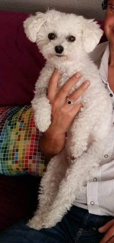 A donner Dana Bichon frisée de 12 ans