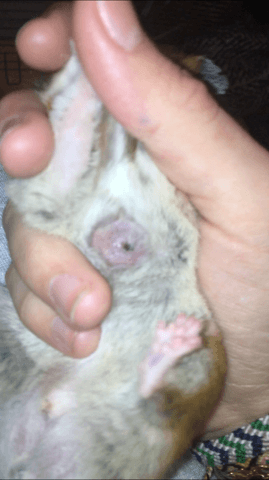 Hamster boule ventre