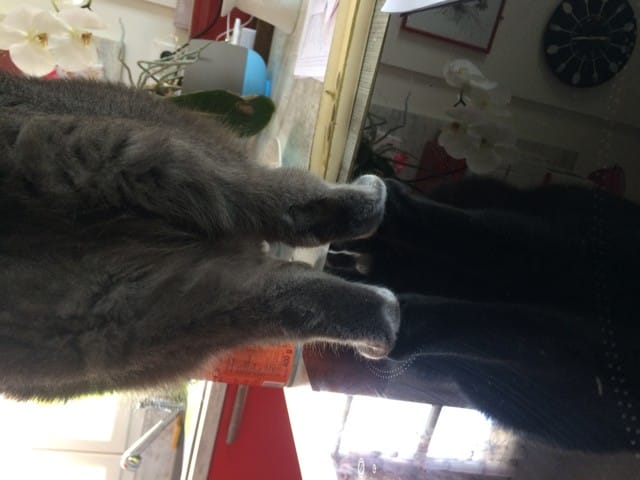 Gonflement de la patte arrière