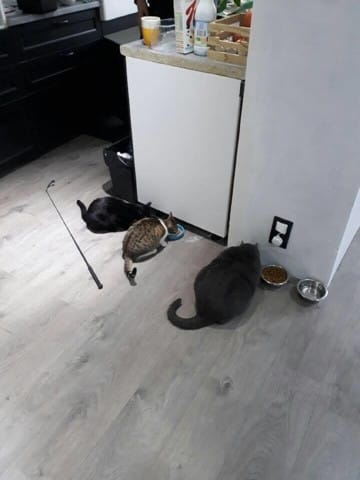 Cohabitation entre 3 chats