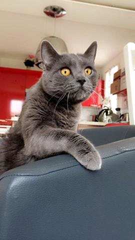 Mon chartreux est trop gros