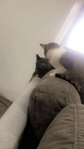 Comprendre le comportement de ses chats