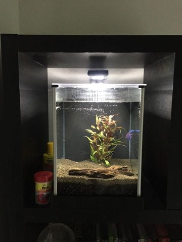 Poisson betta half moon