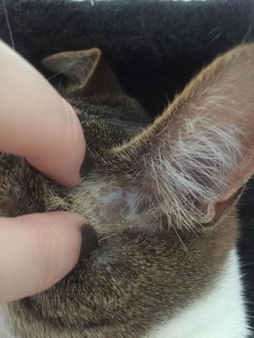 Manchas marrones en la piel