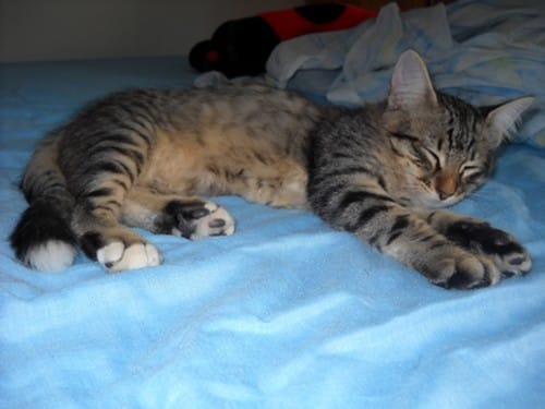 Mon chaton Roméo
