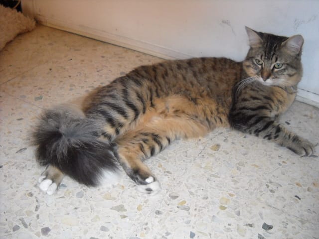 Roméo, mon chat