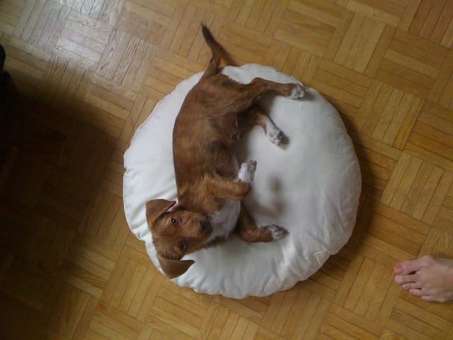 De quelles races est mon chien?