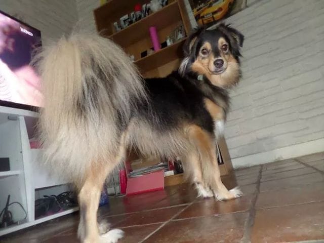 besoin d aide,  conseil d un toiletteur ?