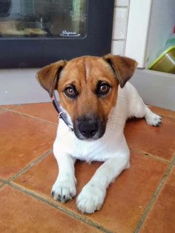 nesquick le jack russel