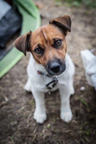 nesquick le chien qui vous fera pleurer