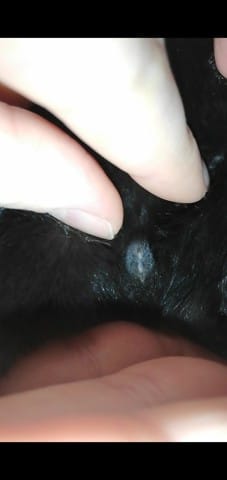 S'agit il d'un mâle ou d'une femelle ?