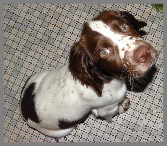 Nouvel arrivant Springer Spaniel de 3 mois.