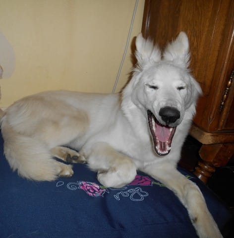Concours chiens photos grimaces