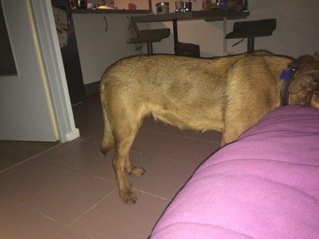 Ma chienne est t elle pleine?