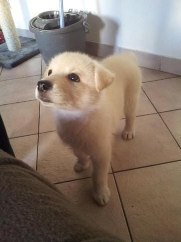 Comment Savoir avec quoi mon Chien est croisé ?