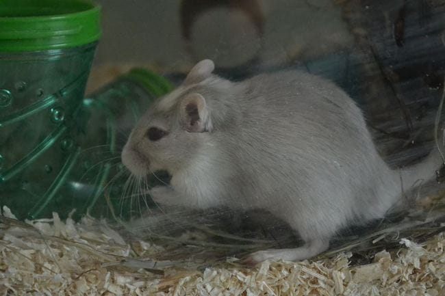 Bienvenue Junior et Jake