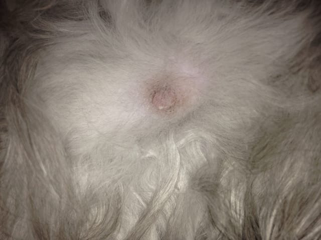 Gestation chatte persan