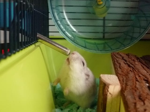 vos hamsters