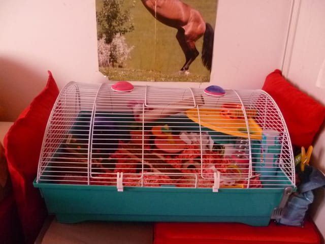 nouvelle cage pour choupinette ;)