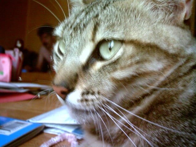 Comment faire pour que mon chat devienne moins peureux ?