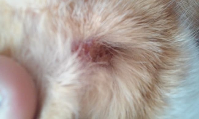 Croûtes sur l'oreille de mon chat
